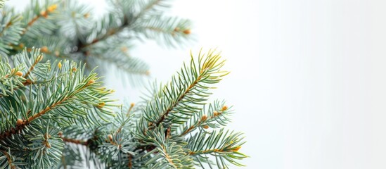 Aufkleber - Close-up view of spiky green and yellow pine tree branches against a white backdrop with ample room for additional text or graphics in the image.