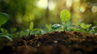 © xuan - Close-up of a seedling growing out of fertile soil