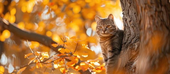 Poster - Autumn scene with a cat positioned on a tree, with copy space image.