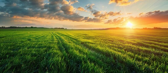 Poster - Scenic green field with a stunning sunset glow providing a great backdrop for a copy space image.