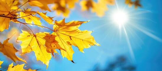 Sticker - A sunny autumn day with close-up macro photos of yellow maple leaves against a blue sky, offering copy space in natural light.