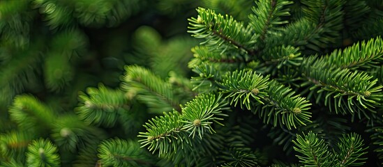 Fototapete - Close-up view of the spruce's lush green needles, with a copy space image.