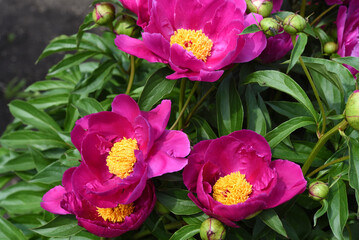 Wall Mural - Large red peony flowers in the summer garden. Paeonia officinalis.