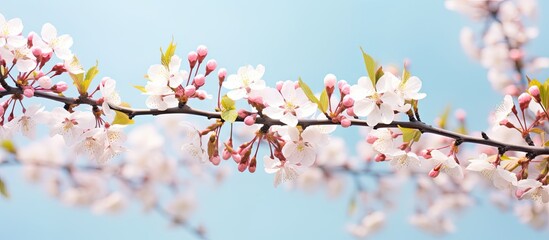 Sticker - Blooming pear tree branches with delicate white and pink buds, providing a backdrop for a landscape panorama with a blank copy space image.