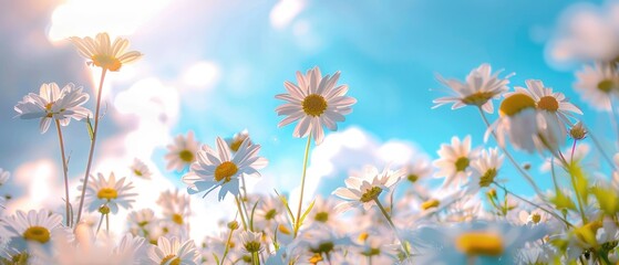 Wall Mural - many wild flowers of daisies against blue sky a beautiful spring summer meadow natural colorful pano