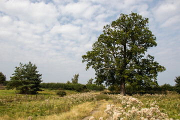 Wall Mural - Summertime oak tree meadow