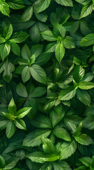 Wall Mural - green leaves top view