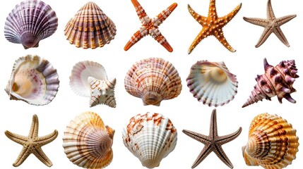 Wall Mural - Colorful seashells with various starfish isolated on white