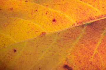 Wall Mural - The leaf is yellow and has brown spots