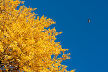 Wall Mural - Yellow color of Ginkgo tree leaf on clear blue sky background