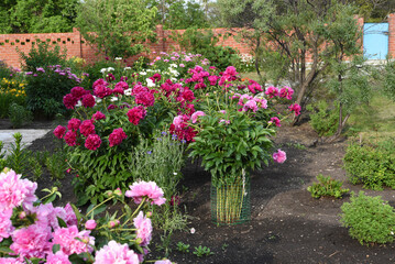 Wall Mural - Peony bushes in the summer garden. Growing peonies. Red and pink flowers.