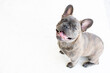 © Ana - Portrait of a cute grey French bulldog isolated on a white background. Dog looking at the camera. Copy space