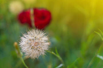 Wall Mural - fluffy flower that looks like a ripe dandelion on the background of a flower garden with red flowers
