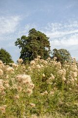 Wall Mural - Thistle blossoms in the meadow.