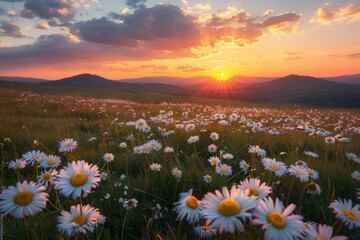 Wall Mural - Sunset Over Daisy Meadow