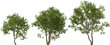 © Mathias Weil - tree manchurian elm hq cut out plant