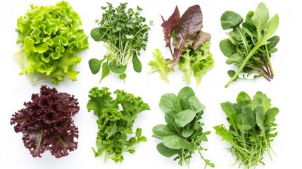 Salad leaves collection on white background