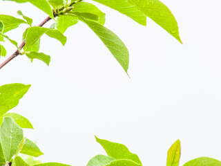 Wall Mural - Walnut tree close up green leaves, drops of water after rain isolated on white background