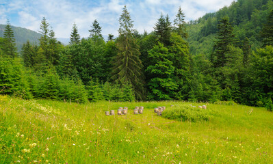 Wall Mural - Slopes of mountains, coniferous trees and and bee hives in apiary. Picturesque and gorgeous scene.