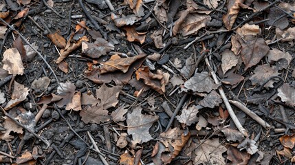 Poster - Autumn Leaves and Twigs on the Forest Floor