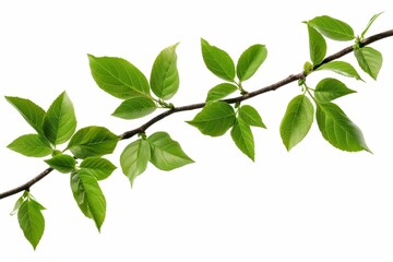 Poster - The image depicts an isolated branch with green leaves against a white background, fresh grass, herbal illustration, decorative plant, natural floral design, organic nature sign, agriculture symbol,