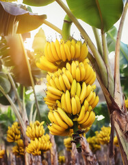 Ripe, yellowing bananas are hung in bunches in banana plantations.