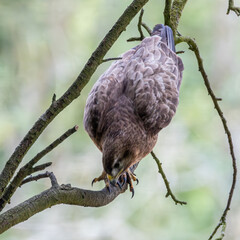 buzzard about to pounce on prey