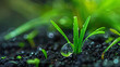 © Sudarshana - wide macro closeup photo of beautiful green grass sprout with water dew on it