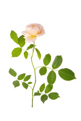 Wall Mural - delicate light pink rose isolated on white background, english rose claire austine.