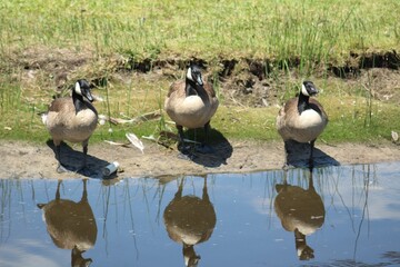 Sticker - Three Canada geese standing by the water with their reflections visible on a sunny day.