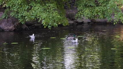 Wall Mural - Duck and a seagulls swimming in a peaceful pond with overhanging green trees, creating a serene and natural setting. Ideal for wildlife, nature, and outdoor themes