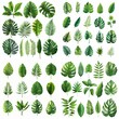© Yekaterina - A diverse array of lush greenery, featuring detailed representations of various leaf types from different tropical plants.