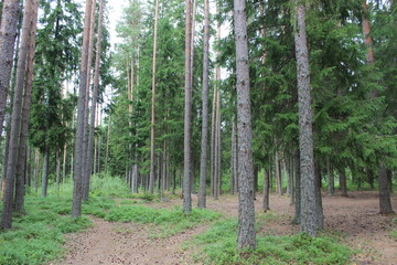 Wall Mural - Forest trail leading into the woods.