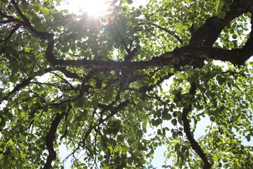 Wall Mural - Overhead view of forest tree tops.