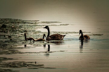 Wall Mural - Serene scene of a family of geese swimming in a calm lake surrounded by water lilies