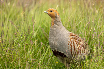 Wall Mural - grey partridge, scientific name: perdix perdix. close up of a male grey or english partridge on mana