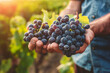© retbool - bunches of fresh grapes in the hands of a farmer, Grapes harvest, freshly harvested grapes, autumn winery. Concept of winemaking, viticulture, and grape products, generative ai