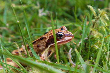 The common frog or grass frog (Rana temporaria)