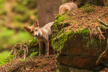 Poster - male red fox (Vulpes vulpes) on the rock in front of the cave