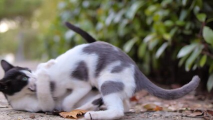Wall Mural - kittens playing in slow motion
