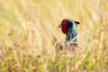 Wall Mural - Male Common Pheasant Phasianus colchicus in the wild