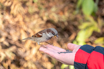 Wall Mural - Sparrow eats seeds from a man's hand