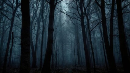  Dark forest with a path in the middle