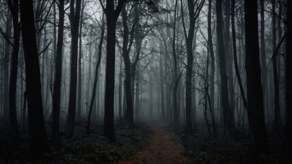  Dark forest with a path in the middle