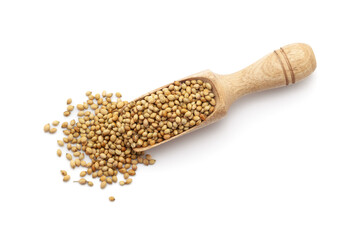 Wall Mural - Top view of a wooden scoop filled with Organic Coriander (Coriandrum sativum) seeds. Isolated on a white background.