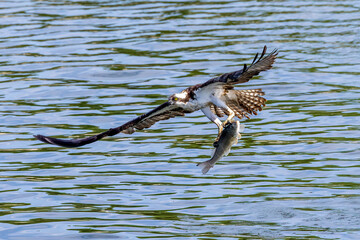 Wall Mural - osprey with fish