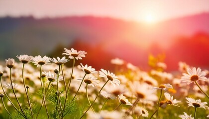 Poster - beautiful chamomile flowers in meadow spring or summer nature scene with blooming daisy in sun flares