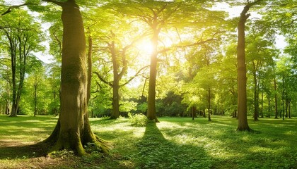 Poster - beautiful forest panorama with large trees and bright sun