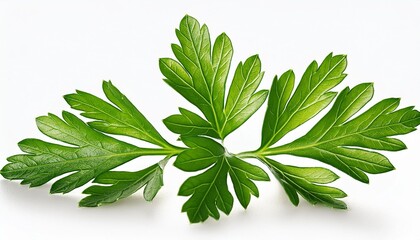 Sticker - green leaves of parsley isolated on white background