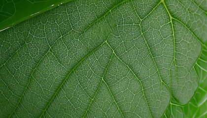 Teture, Leaf Texture Close Up